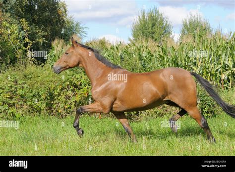 American Standardbred Horse Trotting In The Field Stock Photo Alamy