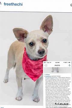 Exclusive Doggone Good Deals Not Found Anywhere Else On Craigslist Miami