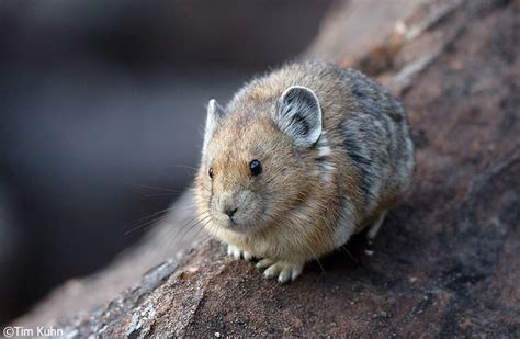 Pika Cute Animals Cute Animal Pictures Pika Animal