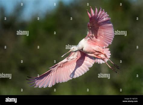 A Bright Pink Roseate Spoonbill Comes In For A Landing Its Wings
