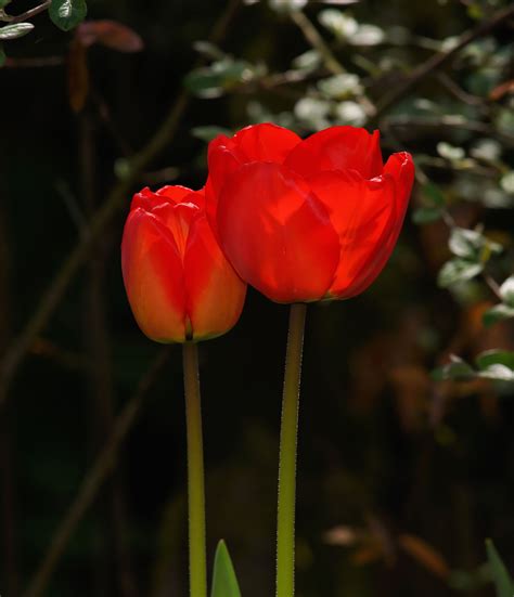 Free Images Nature Flower Petal Perspective Tulip Spring Red