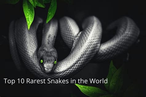 Unbelievable Top 10 Rarest Snakes In The World Jaborejob