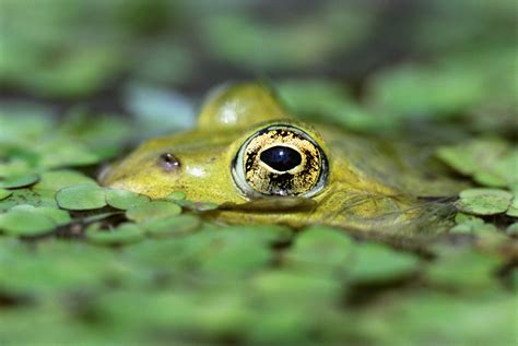 Papel De Parede Olhos Agua Verde Animais Selvagens Rã Anfíbio