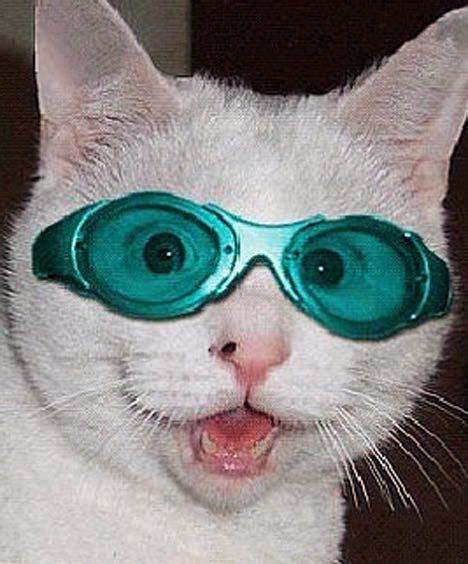 Cat Wearing Swim Goggles Cat Wearing Glasses Cats Cat Jokes
