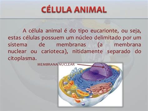 Celula Eucarionte Animal