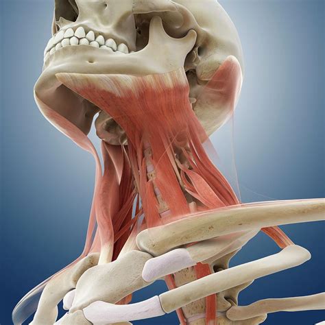Neck Muscles 4 Photograph By Springer Medizinscience Photo Library