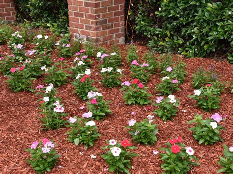Annual flowering vinca shine in warm weather | Mississippi State University Extension Service