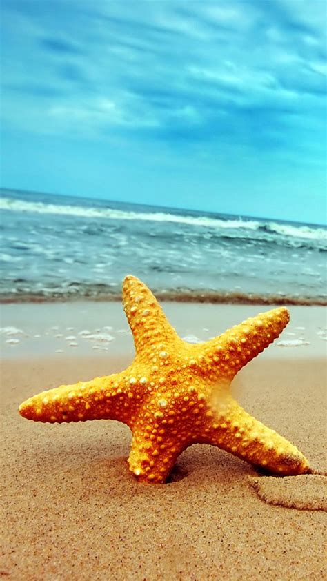 Starfish Beach Iphone Wallpapers 4k Hd Starfish Beach Iphone