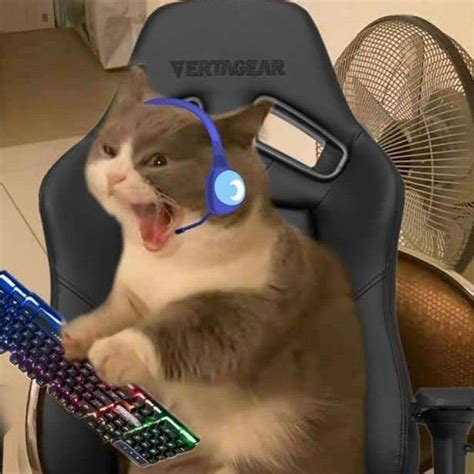 Memeawards On Twitter In Gamer Cat Funny Cute Cats Cat Icon