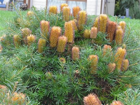 Banksia 'Cherry Candles' 6