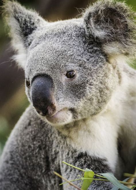 Have You Ever Heard Someone Refer To A Koala As A Koala Bear Well
