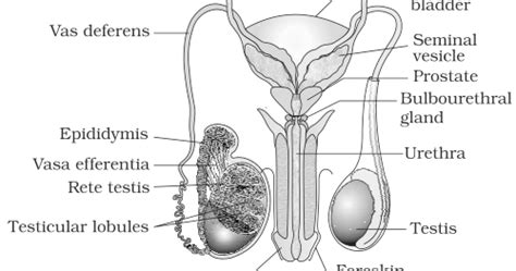 Some of the worksheets for this concept are male and female reproductive body parts, male reproductive system blank diagrams pdf, blank female reproductive system diagram, male reproductive system, human male reproductive system cloze work. test: NCERT Solutions for Class 12th: Ch 3 Human ...