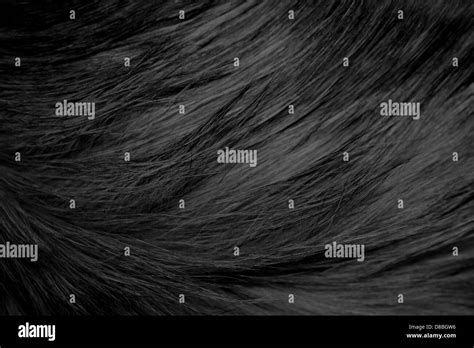 Long Haired Black Cat Fur Texture Stock Photo Alamy