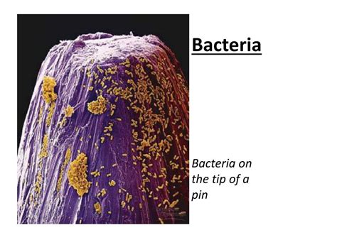 Ppt Bacteria Bacteria On The Tip Of A Pin Powerpoint