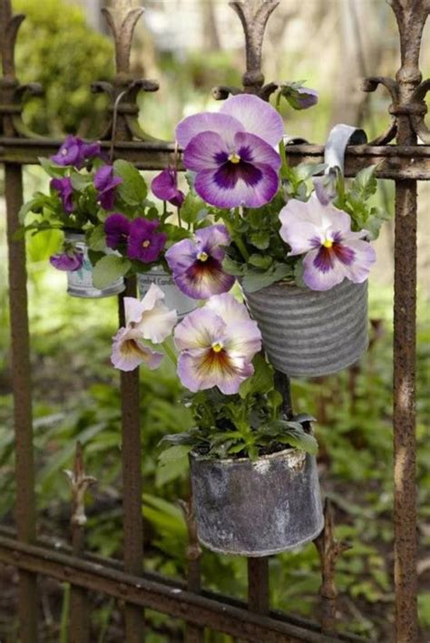 Pretty Purple And Lavender Pansies In Old Cans Hanging From A Rusty Old