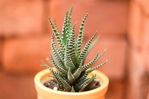 Zebra Cactus Haworthiopsis Attenuata Buy Haworthia Plant Online