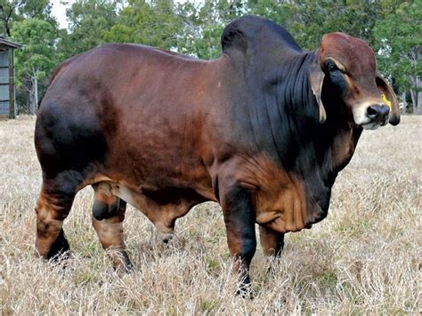 Miniature Brahman Cattle About Miniature Zebu Stormy Hill Farms