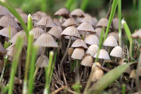 Hopkins researchers recommend reclassifying psilocybin, the drug in ...