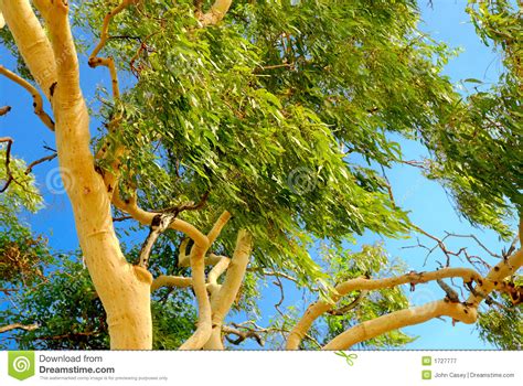 Australian Eucalyptus Tree Stock Image Image Of