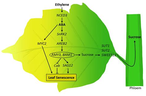 Plants Free Full Text Ethephon Induced Ethylene Enhances Starch Degradation And Sucrose