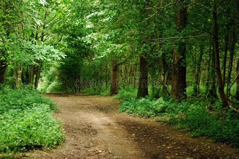Wood Path Forest Trees Footpath Summer Park Outdoor Stock Image Image