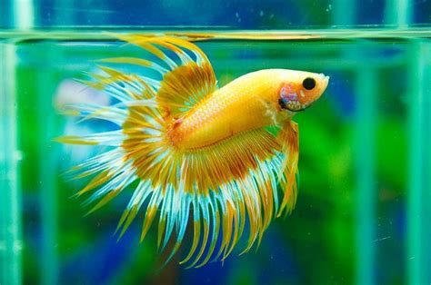 Cool Pet Fish For Beginners Pets Animals Us