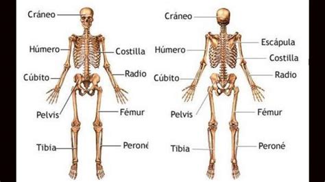 Son un conjunto Los sistemas óseos muscular y nervioso Primaria