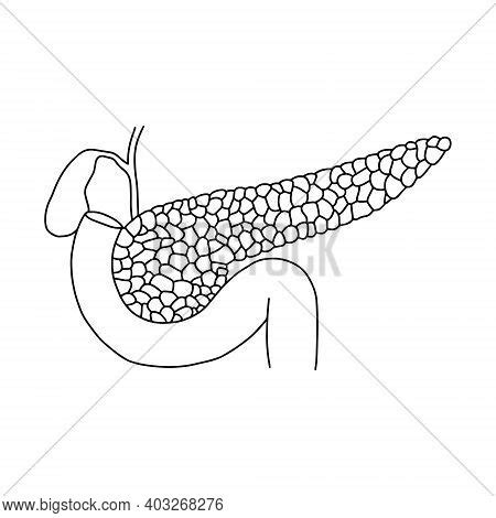 Human Pancreas Drawn Vector Photo Free Trial Bigstock