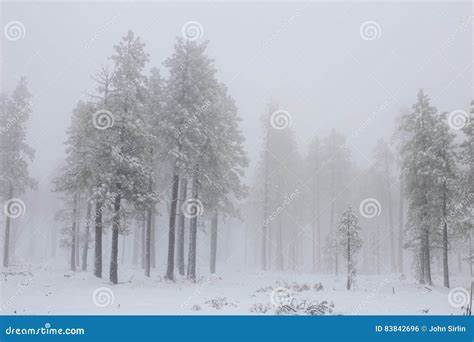 Snowy Winter Forest Scene With Fog And Mist Stock Photo Image Of