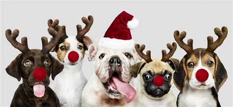 Watch a puppy for christmas 2016 online free and download a puppy for christmas free online. Christmas Puppies - Find Cute Christmas Puppies for Sale! | VIP Puppies