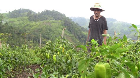 Successful Farmer Story In The Philippines Farmer Foto