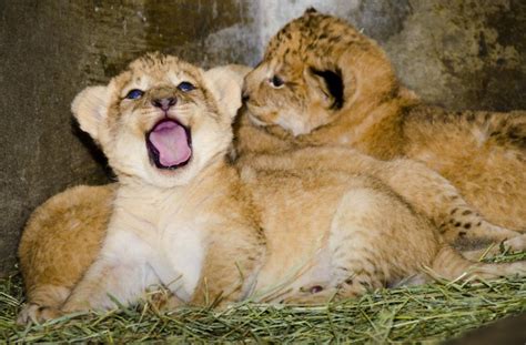 Cute Lion Cubs Lion Cubs Photo 36274608 Fanpop Page 3