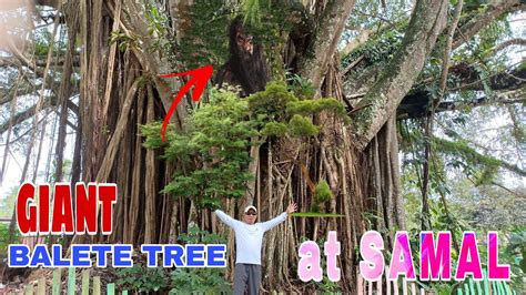 Giant Balete Tree Island Garden City Of Samaldavao City Youtube