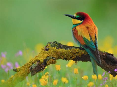 Beautiful Colorful Birds On Branch Dry Desktop Wallpaper