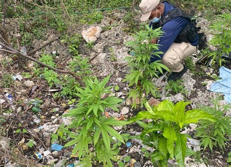 Bhang, cannabis, doobie, dope, ganja, grass, hash, hashish, marihuana, mary jane, pot, weed русские: Desmantelan vivero con 15 plantas parecidas a la marihuana ...
