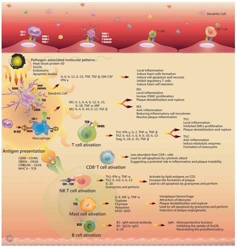 Ijms Free Full Text New Insights Into The Role Of Inflammation In