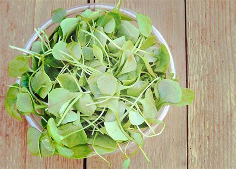 Basic and specific (basp) classification for pattern hair loss (from: Waterkers - Mijn Keukentuintje | Most nutritious ...