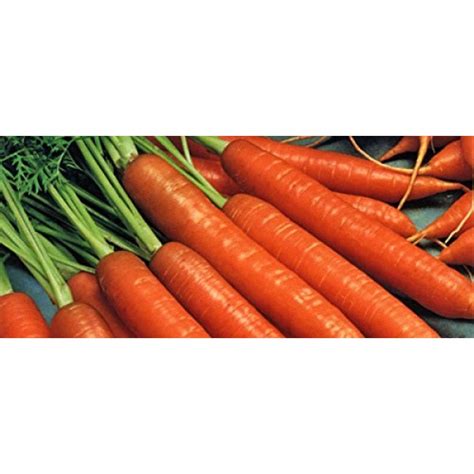 Heirloom Nantes Coreless Carrot Seeds By Stonysoil Seed