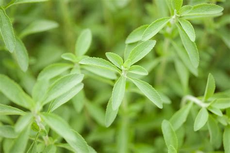 Growing Stevia Plants General Planting And Growing Tips Bonnie Plants