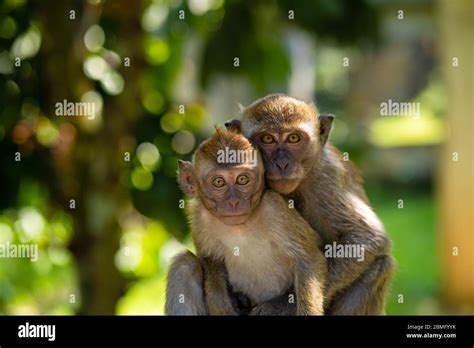 Two Little Monkeys Hug While Sitting On A Fence Stock Photo Alamy
