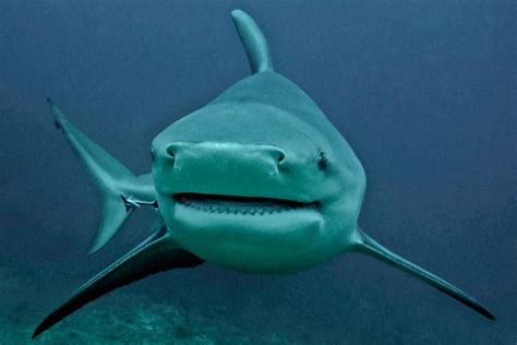 Bull Shark Facts Pictures Info Diet Behavior Appearance