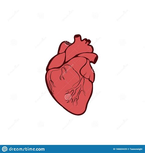 Human Heart Anatomy Organs Symbol Vector Illustration In Cartoon Style Isolated On White