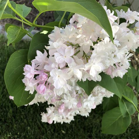 Lilac Beauty Of Moscow Cheyenne Tree Farm Trees Shrubs