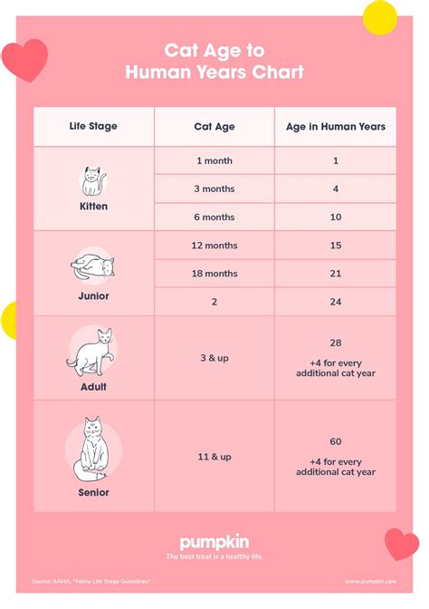 Cat Age Chart How Old Is Your Cat In Human Years Pumpkin