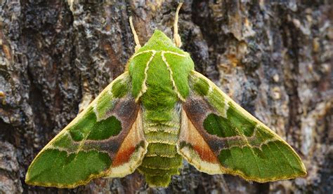 Moths Pinnacles National Park Us National Park Service