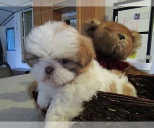 From our family to yours. Puppyfinder.com: Shih Tzu puppies puppies for sale near me ...