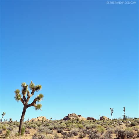11 Amazing Things To Do In Joshua Tree National Park