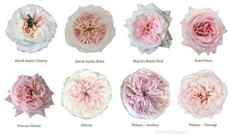 Varieties Of Pink Garden Roses Garden Roses Direct Pink Garden