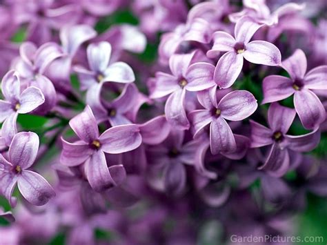 Purple Lilacs Lilac Flowers