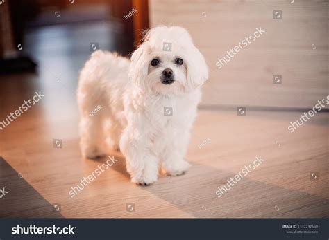 Is A Maltese A Good Apartment Dog